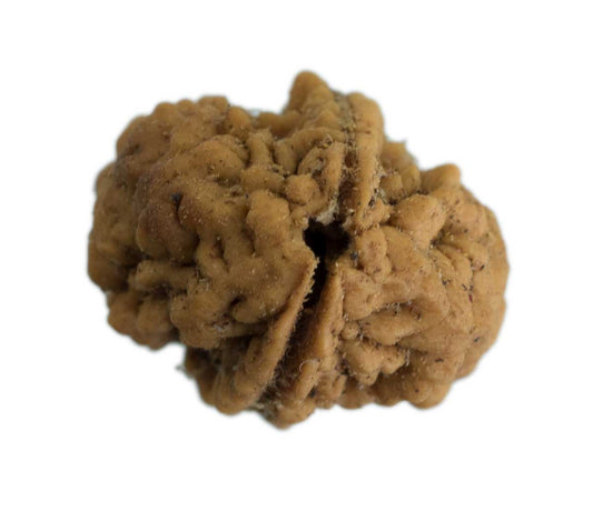 Graine de Rudraksha 2 faces (Mukhi) – graine sacrée de Shiva du Népal