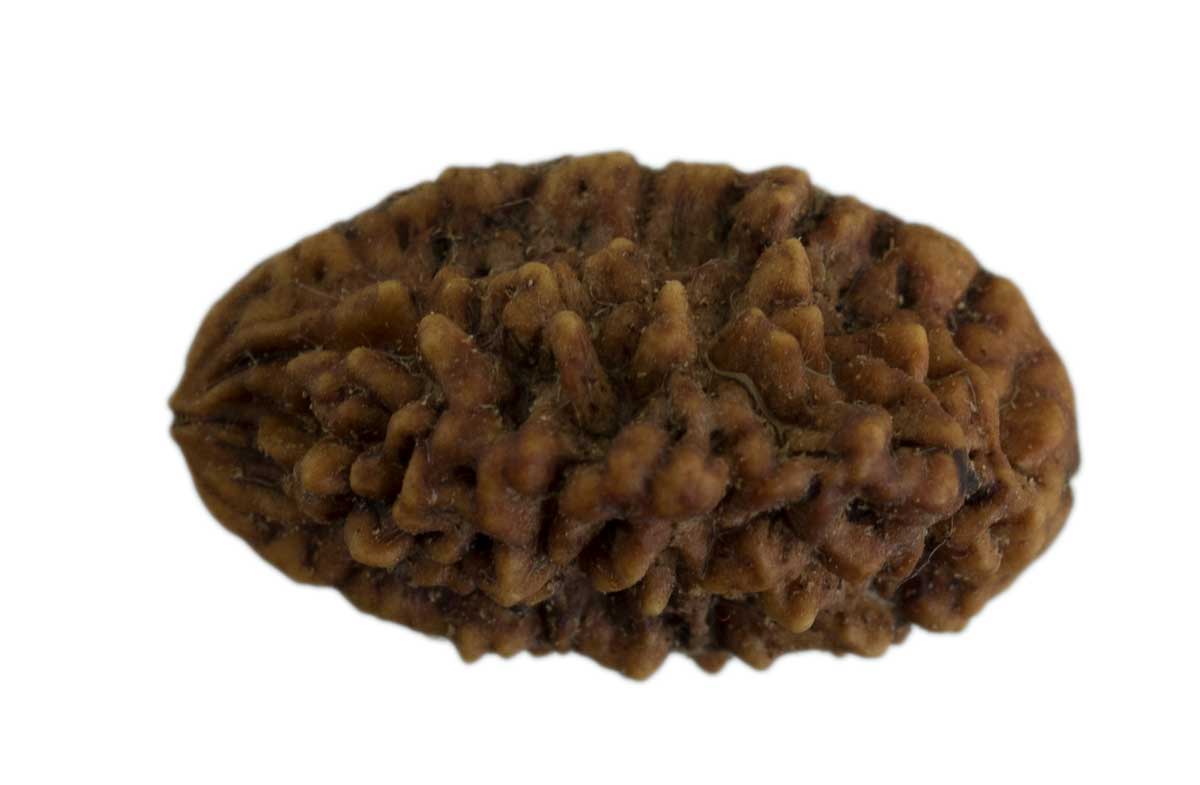 Graine de Rudraksha 2 faces (Mukhi) – graine sacrée de Shiva du Népal