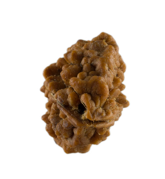 Graine de Rudraksha 2 faces (Mukhi) – graine sacrée de Shiva du Népal
