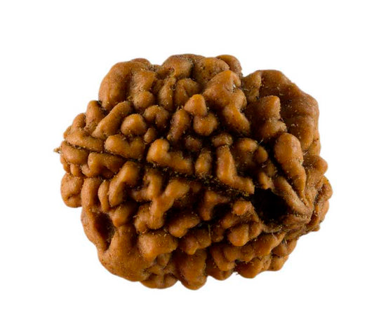 Graine de Rudraksha 2 faces (Mukhi) – graine sacrée de Shiva du Népal