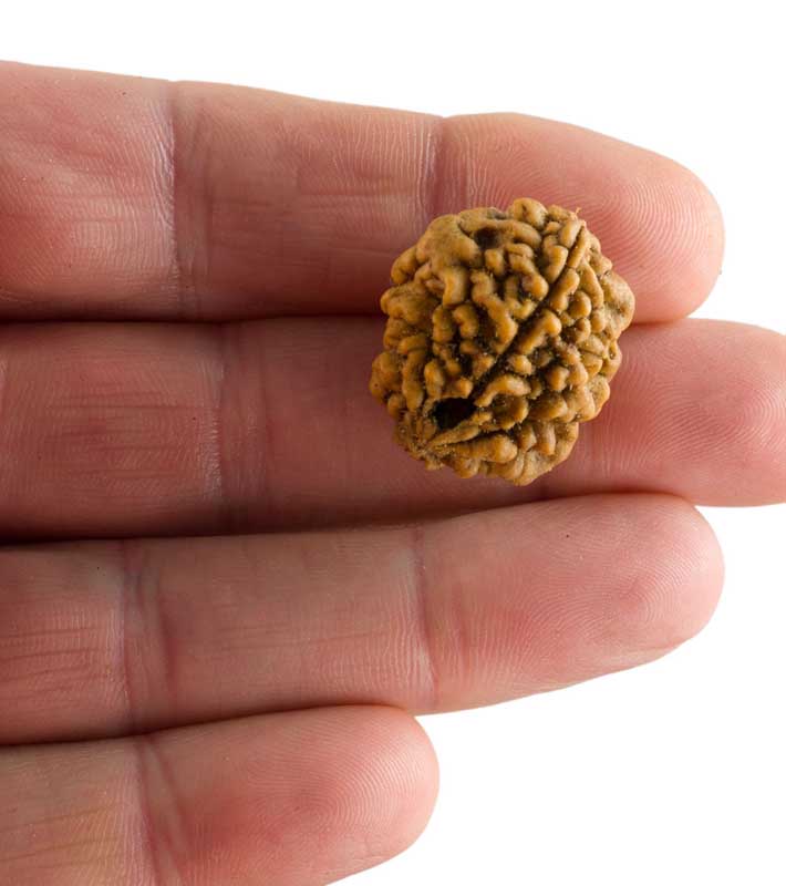 Graine de Rudraksha 2 faces (Mukhi) – graine sacrée de Shiva du Népal