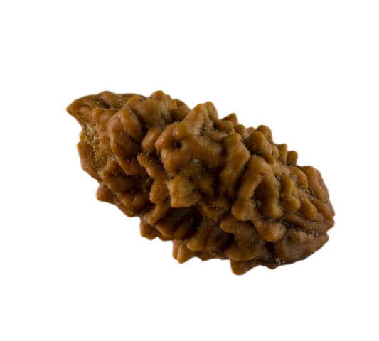 Graine de Rudraksha 2 faces (Mukhi) – graine sacrée de Shiva du Népal