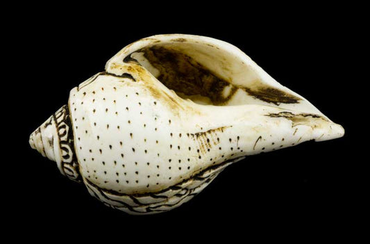 Conque Bouddhiste Tibétaine Dakini Shanka – Ornement Spirituel en Coquillage du Népal