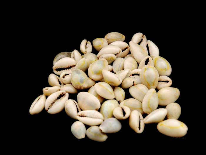 Lot de 25 ou 50 Cauris (Cypraea moneta) – Coquillages Naturels 15 à 19 mm (+/-)