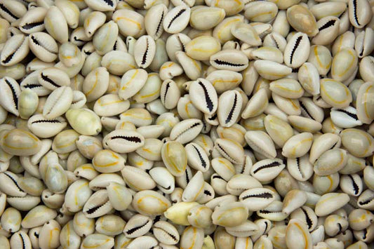 Lot de 10 Cauris (Cypraea moneta) – Coquillages Naturels 20 à 23 mm