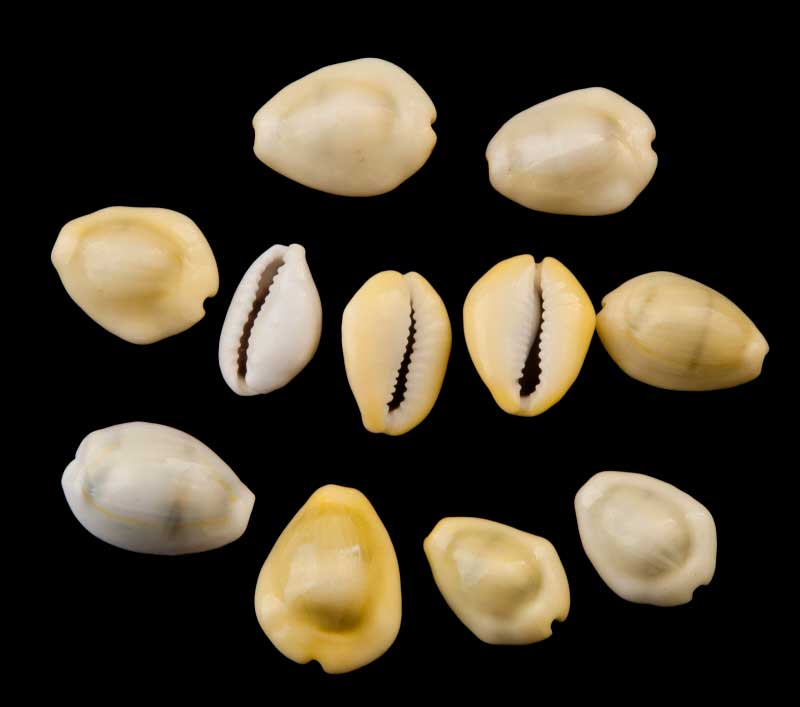 Lot de 5 ou 10 Cauris (Cypraea moneta) – Coquillages Naturels 24 à 27 mm (+/-)
