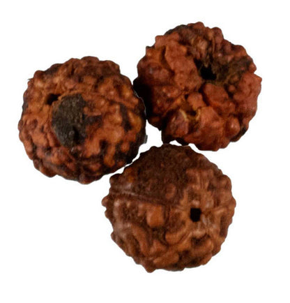 3 graines de Rudraksha sacrée 5 mm – graines naturelles du Népal