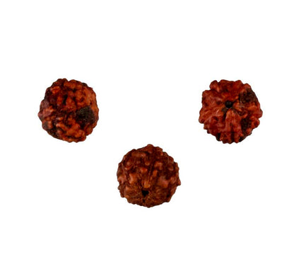 3 graines de Rudraksha sacrée 5 mm – graines naturelles du Népal