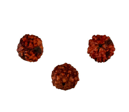 3 graines de Rudraksha sacrée 5 mm – graines naturelles du Népal