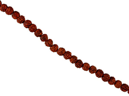 3 graines de Rudraksha sacrée 5 mm – graines naturelles du Népal