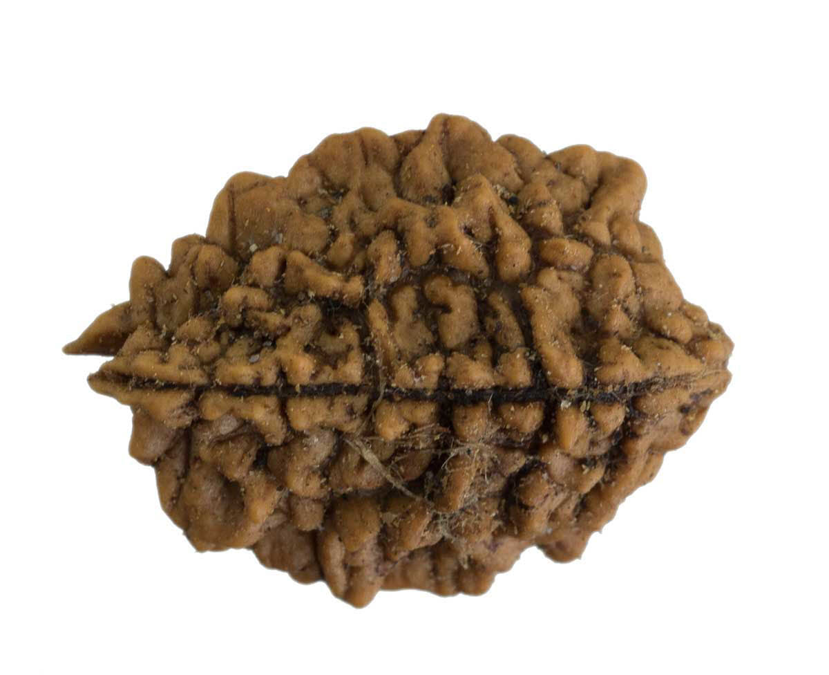 Graine de Rudraksha 2 faces (Mukhi) – graine sacrée de Shiva du Népal