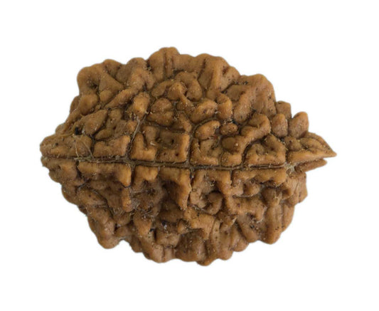 Graine de Rudraksha 2 faces (Mukhi) – graine sacrée de Shiva du Népal