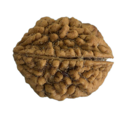 Graine de Rudraksha 2 faces (Mukhi) – graine sacrée de Shiva du Népal