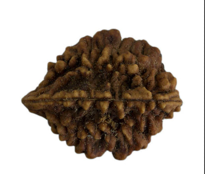 Graine de Rudraksha 2 faces (Mukhi) – graine sacrée de Shiva du Népal