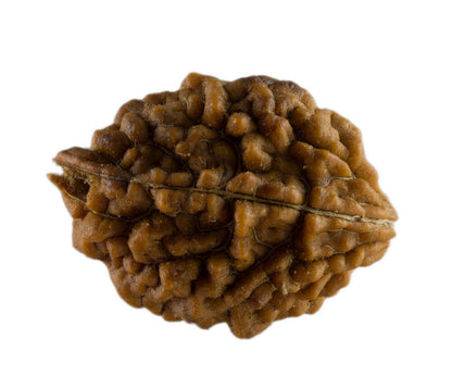 Graine de Rudraksha 2 faces (Mukhi) – graine sacrée de Shiva du Népal