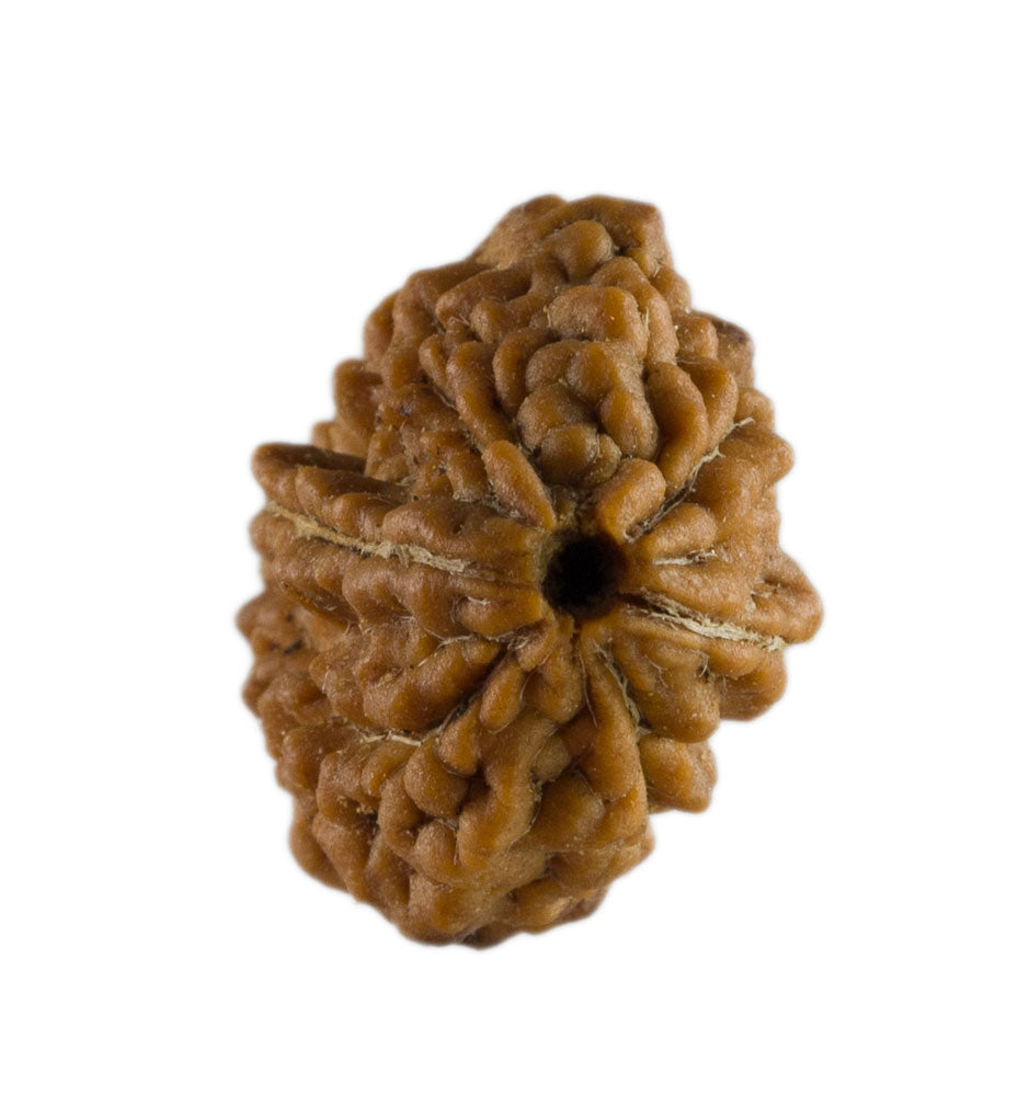Graine de Rudraksha 2 faces (Mukhi) – graine sacrée de Shiva du Népal