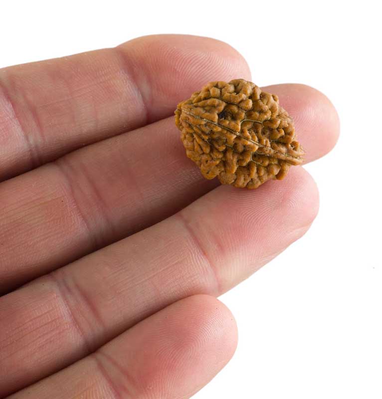 Graine de Rudraksha 2 faces (Mukhi) – graine sacrée de Shiva du Népal