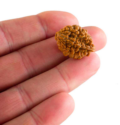 Graine de Rudraksha 2 faces (Mukhi) – graine sacrée de Shiva du Népal