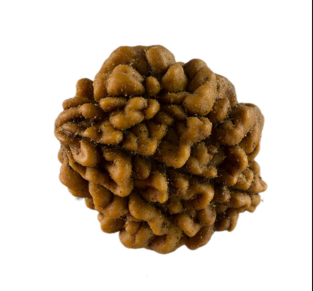 Graine de Rudraksha 2 faces (Mukhi) – graine sacrée de Shiva du Népal