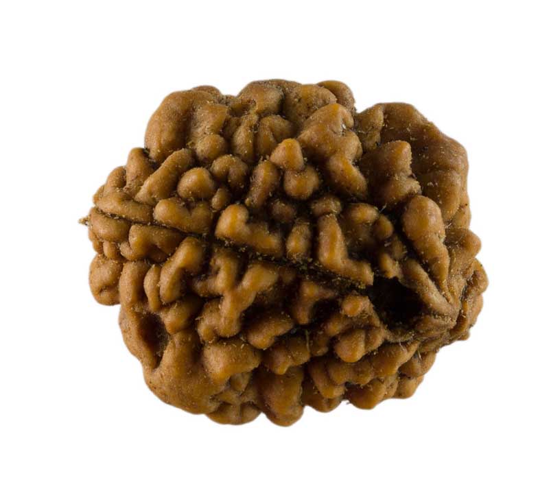Graine de Rudraksha 2 faces (Mukhi) – graine sacrée de Shiva du Népal