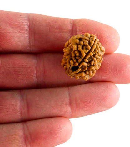 Graine de Rudraksha 2 faces (Mukhi) – graine sacrée de Shiva du Népal