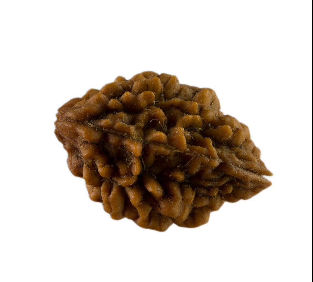 Graine de Rudraksha 2 faces (Mukhi) – graine sacrée de Shiva du Népal