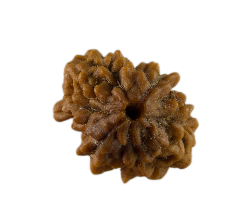 Graine de Rudraksha 2 faces (Mukhi) – graine sacrée de Shiva du Népal