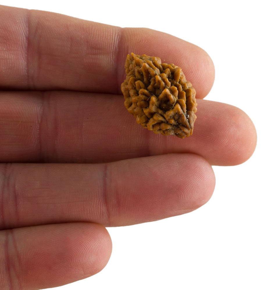 Graine de Rudraksha 2 faces (Mukhi) – graine sacrée de Shiva du Népal