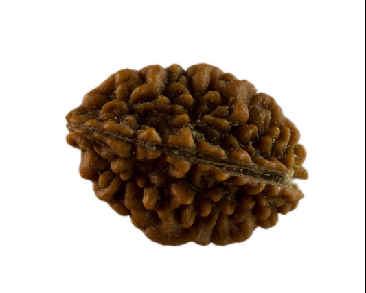 Graine de Rudraksha 2 faces (Mukhi) – graine sacrée de Shiva du Népal