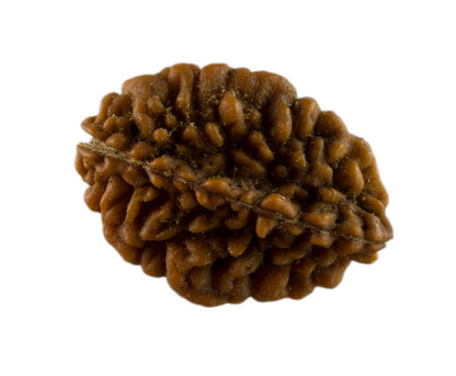 Graine de Rudraksha 2 faces (Mukhi) – graine sacrée de Shiva du Népal