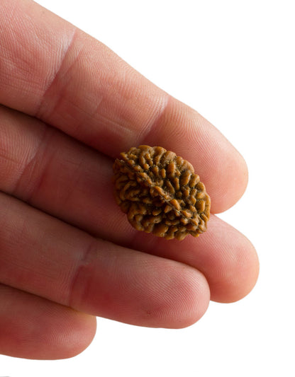 Graine de Rudraksha 2 faces (Mukhi) – graine sacrée de Shiva du Népal
