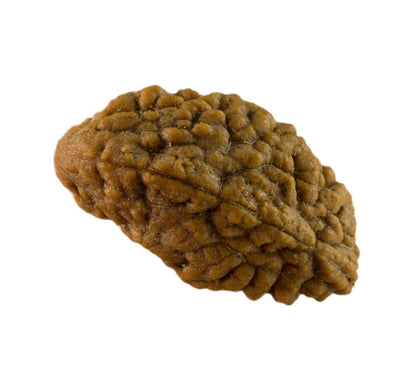 Graine de Rudraksha 2 faces (Mukhi) – graine sacrée de Shiva du Népal