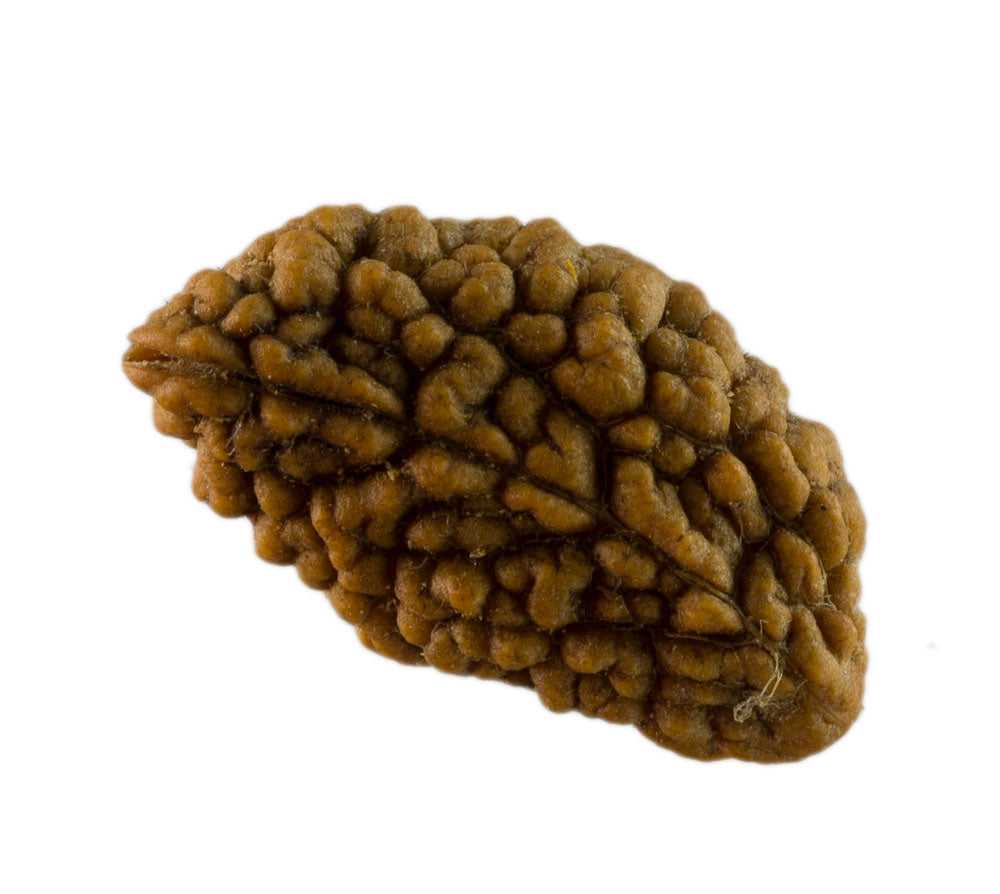 Graine de Rudraksha 2 faces (Mukhi) – graine sacrée de Shiva du Népal