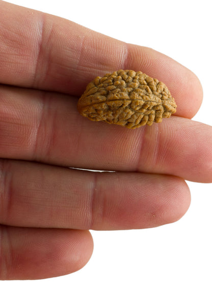 Graine de Rudraksha 2 faces (Mukhi) – graine sacrée de Shiva du Népal