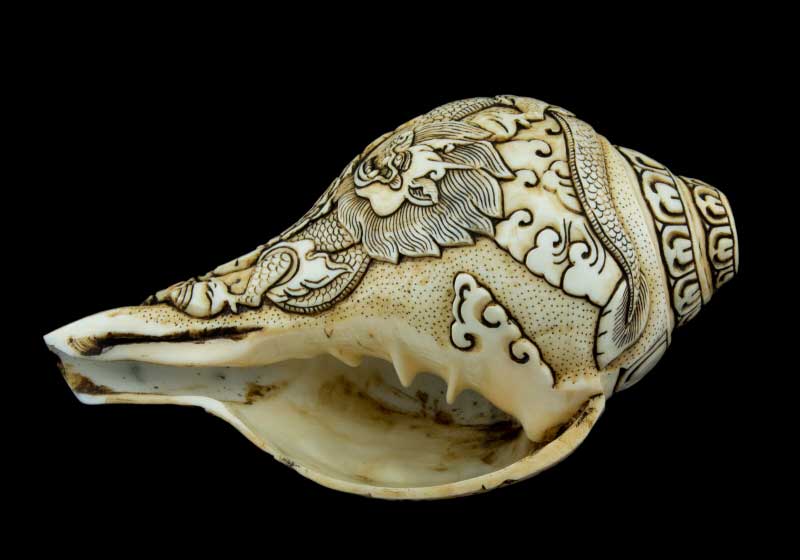 Conque Bouddhiste Tibétaine Avalokiteshvara Shanka – Coquillage Sculpté Artisanal du Népal