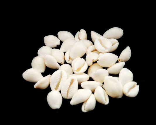 Lot de 25 ou 50 Cauris (Cypraea moneta) – Coquillages Naturels 18 à 25 mm (+/-)