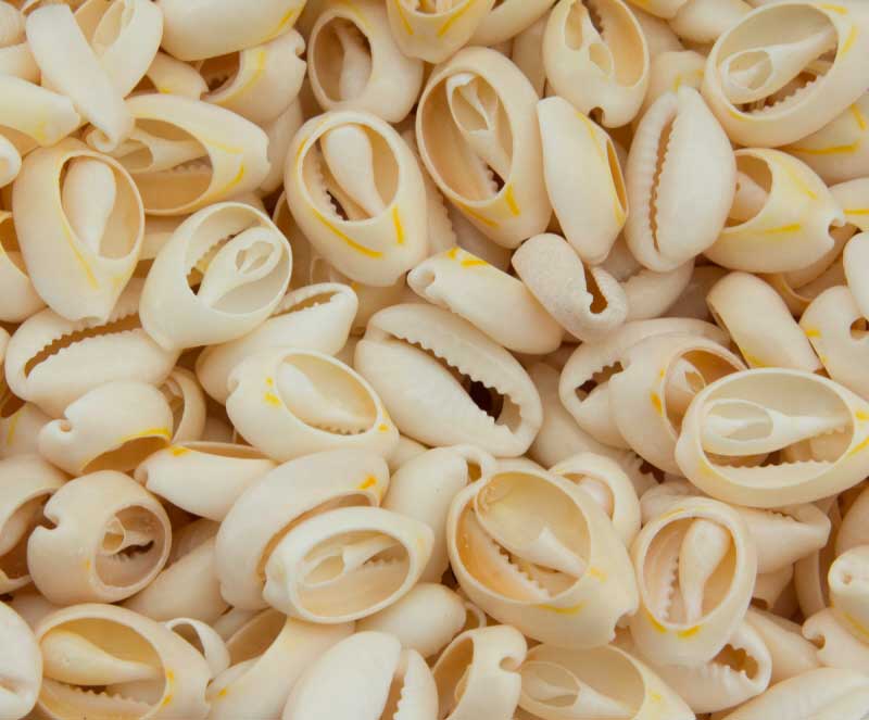 Lot de 25 ou 50 Cauris Ouverts (Cypraea moneta) – Coquillages Naturels 16 à 18 mm