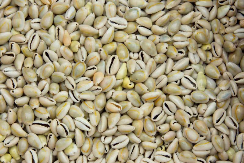 Lot de 25 ou 50 Cauris (Cypraea moneta) – Coquillages Naturels 10 à 15 mm