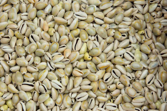 Lot de 25 ou 50 Cauris (Cypraea moneta) – Coquillages Naturels 10 à 15 mm