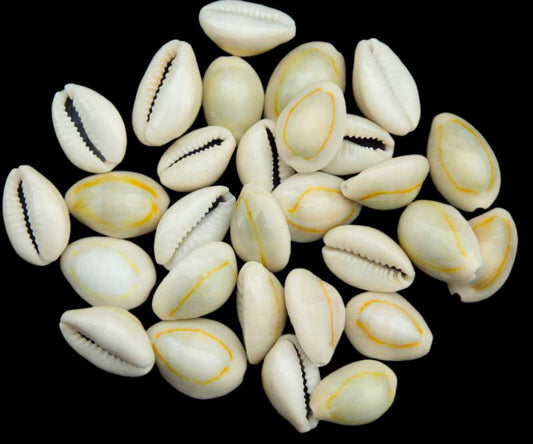 Lot de 10 Cauris (Cypraea moneta) – Coquillages Naturels 20 à 23 mm