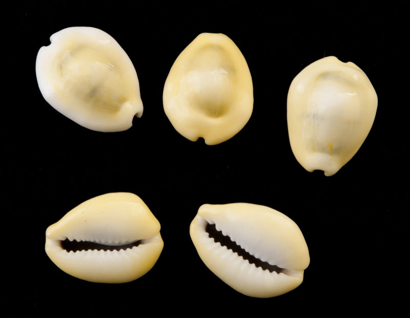 Lot de 5 ou 10 Cauris (Cypraea moneta) – Coquillages Naturels 16 à 24 mm (+/-)