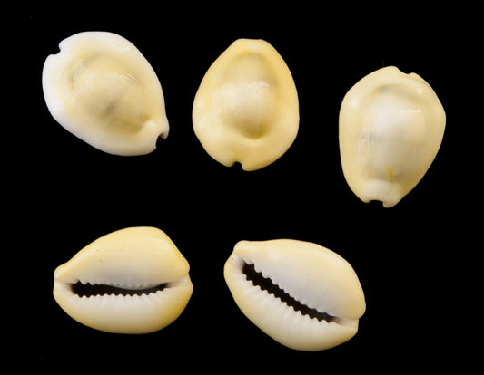 Lot de 5 ou 10 Cauris (Cypraea moneta) – Coquillages Naturels 24 à 27 mm (+/-)
