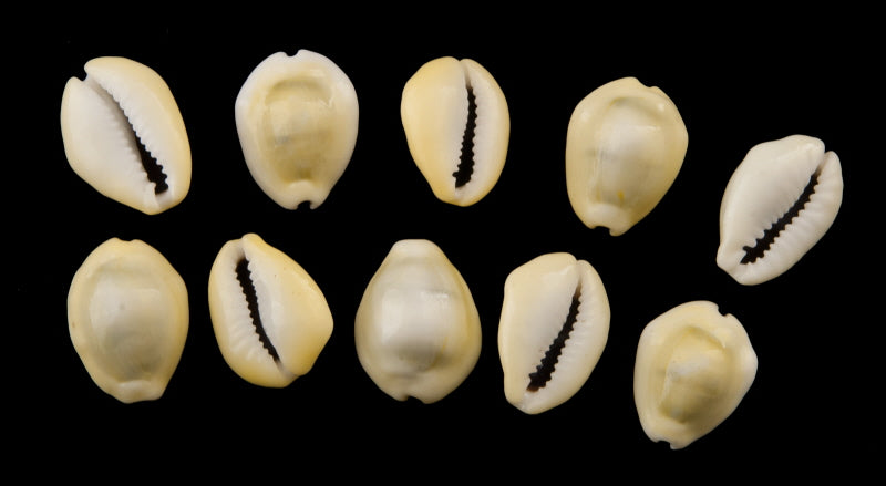 Lot de 5 ou 10 Cauris (Cypraea moneta) – Coquillages Naturels 16 à 24 mm (+/-)