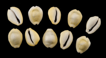 Lot de 5 ou 10 Cauris (Cypraea moneta) – Coquillages Naturels 16 à 24 mm (+/-)