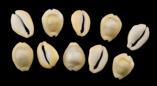 Lot de 5 ou 10 Cauris (Cypraea moneta) – Coquillages Naturels 16 à 24 mm (+/-)